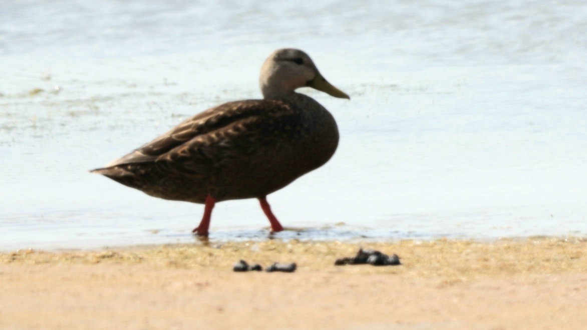 Mottled Duck (Gulf Coast) - ML617333410
