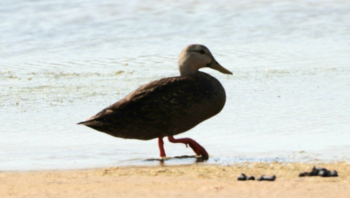 Mottled Duck (Gulf Coast) - ML617333411