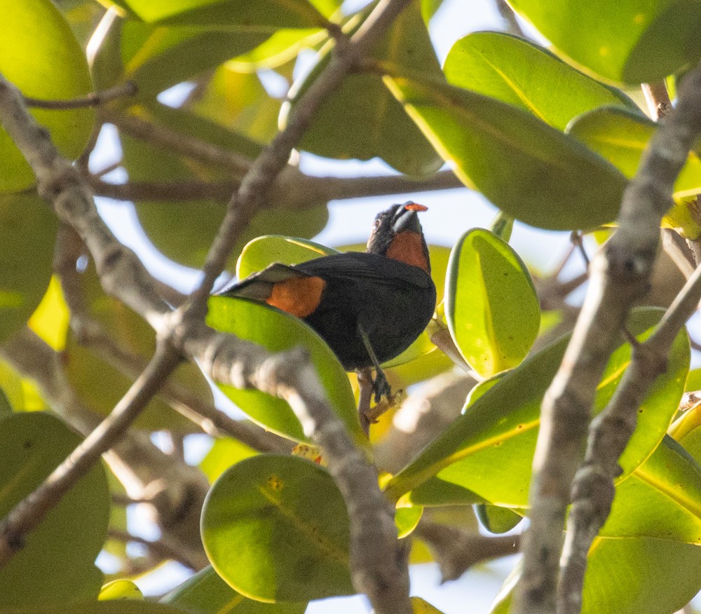 Puerto Rican Bullfinch - Lindy Fung