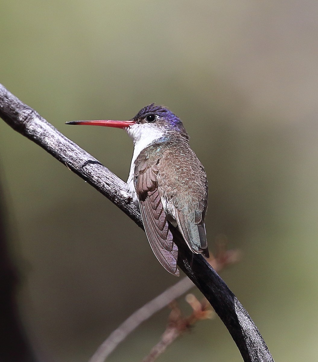 kolibřík fialovokorunkatý - ML617333491