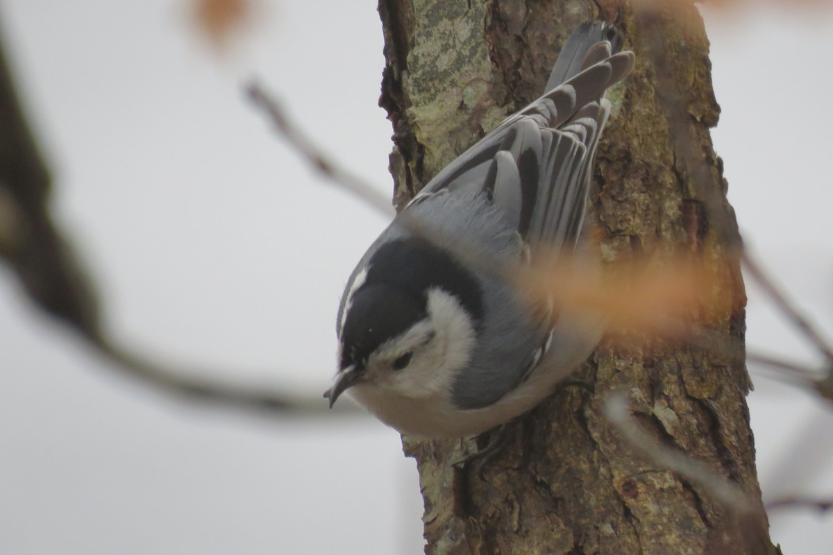 White-breasted Nuthatch - ML617333562