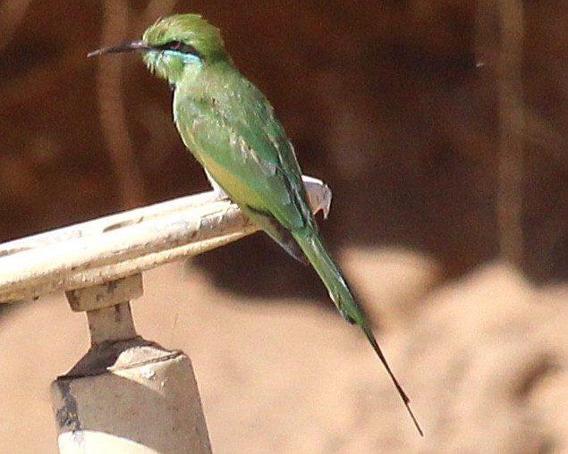 African Green Bee-eater - ML617333609