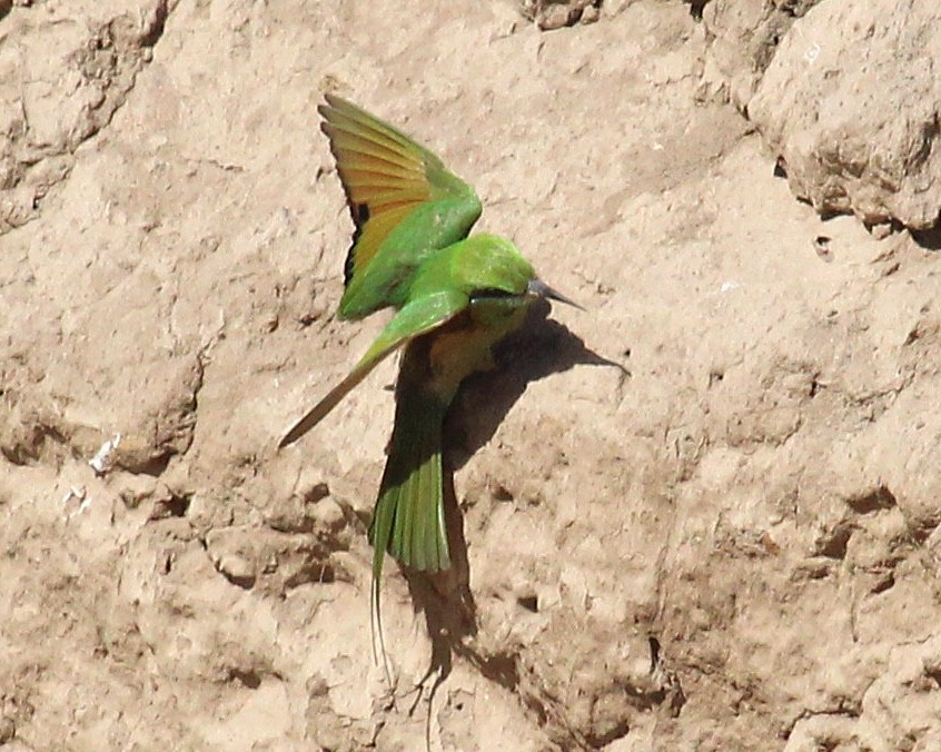 African Green Bee-eater - ML617333610
