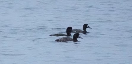 Greater Scaup - Cathy Yungbluth