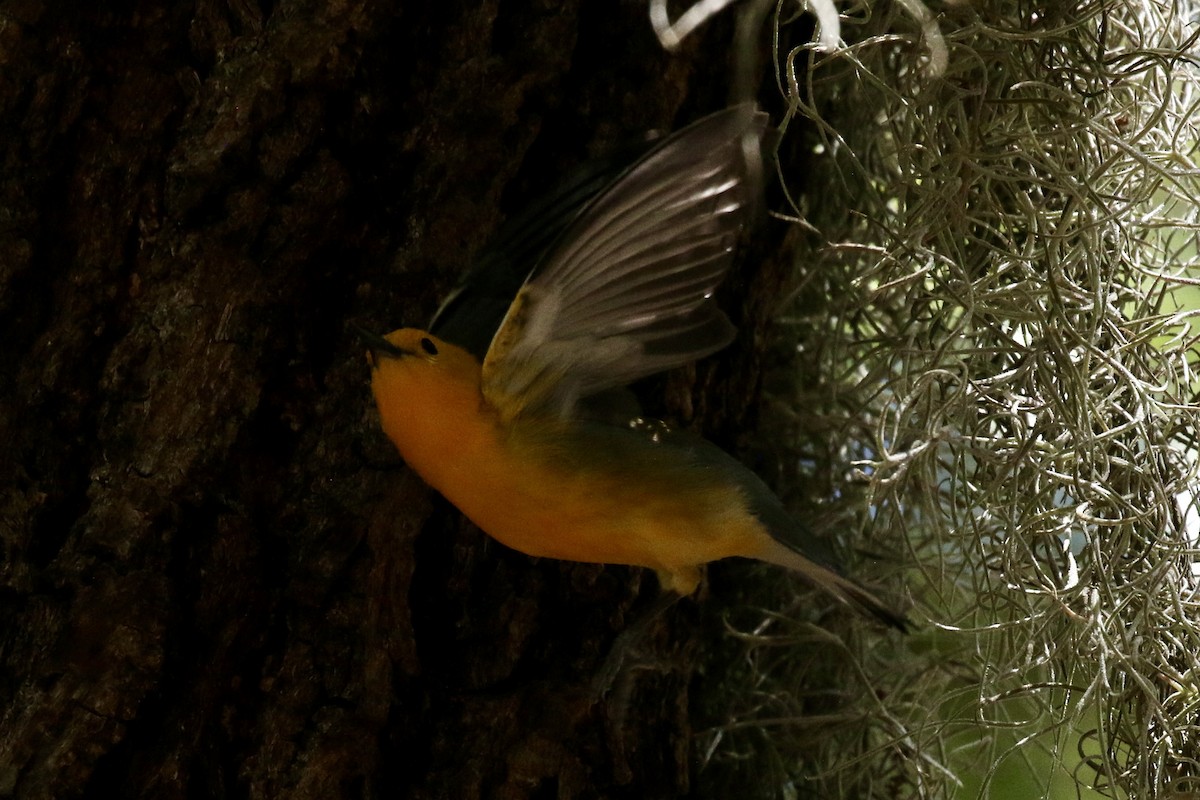 Prothonotary Warbler - ML617333752