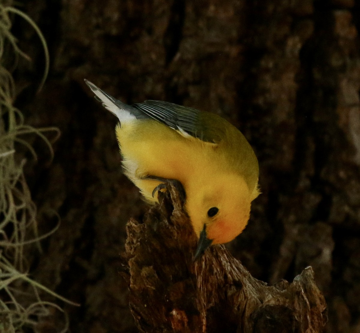 Prothonotary Warbler - ML617333753