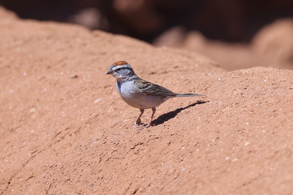 Chipping Sparrow - ML617333771