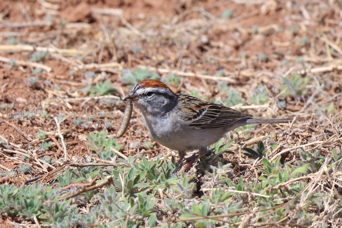 Chipping Sparrow - ML617333772