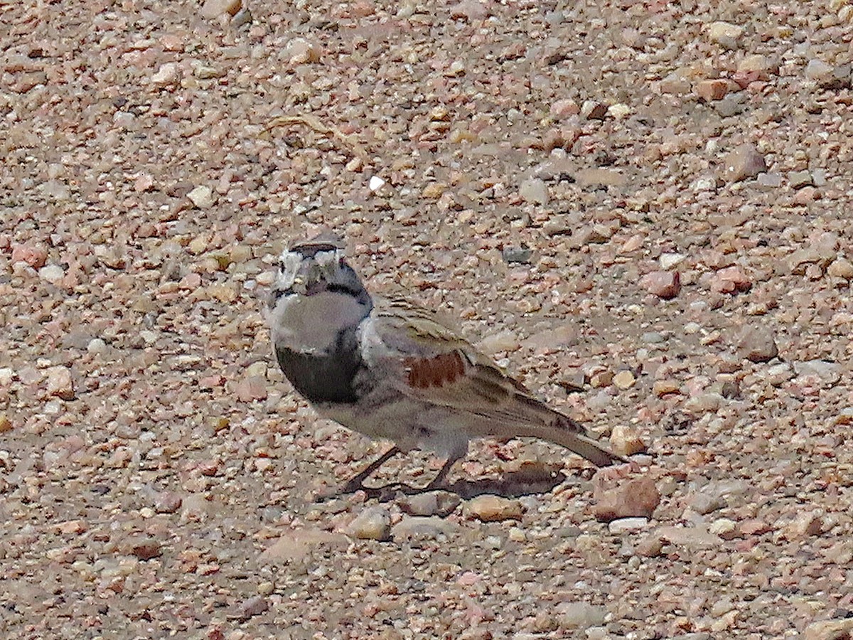 Thick-billed Longspur - ML617333820