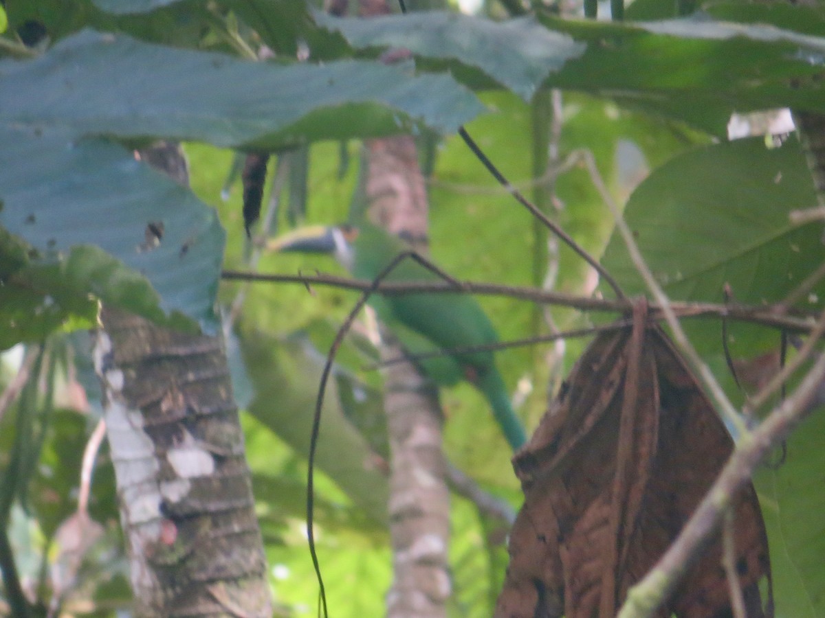 Southern Emerald-Toucanet (Andean) - ML617333852