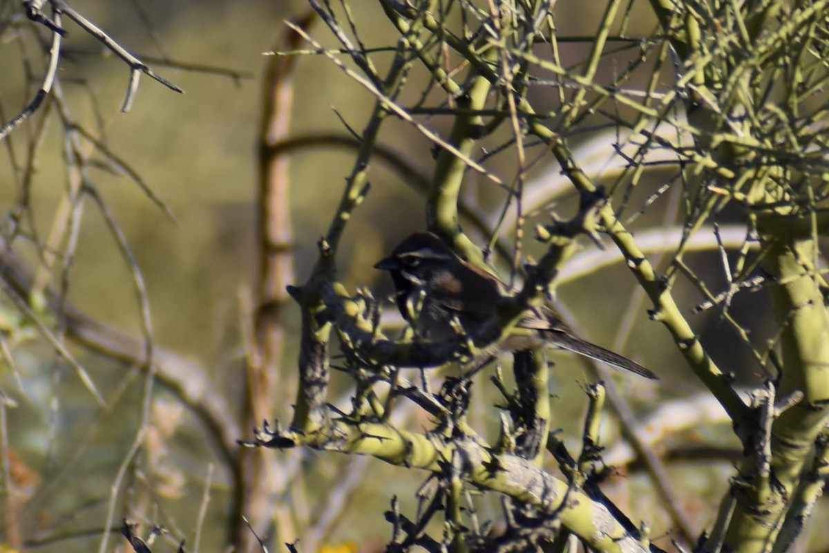 Black-throated Sparrow - ML617333991