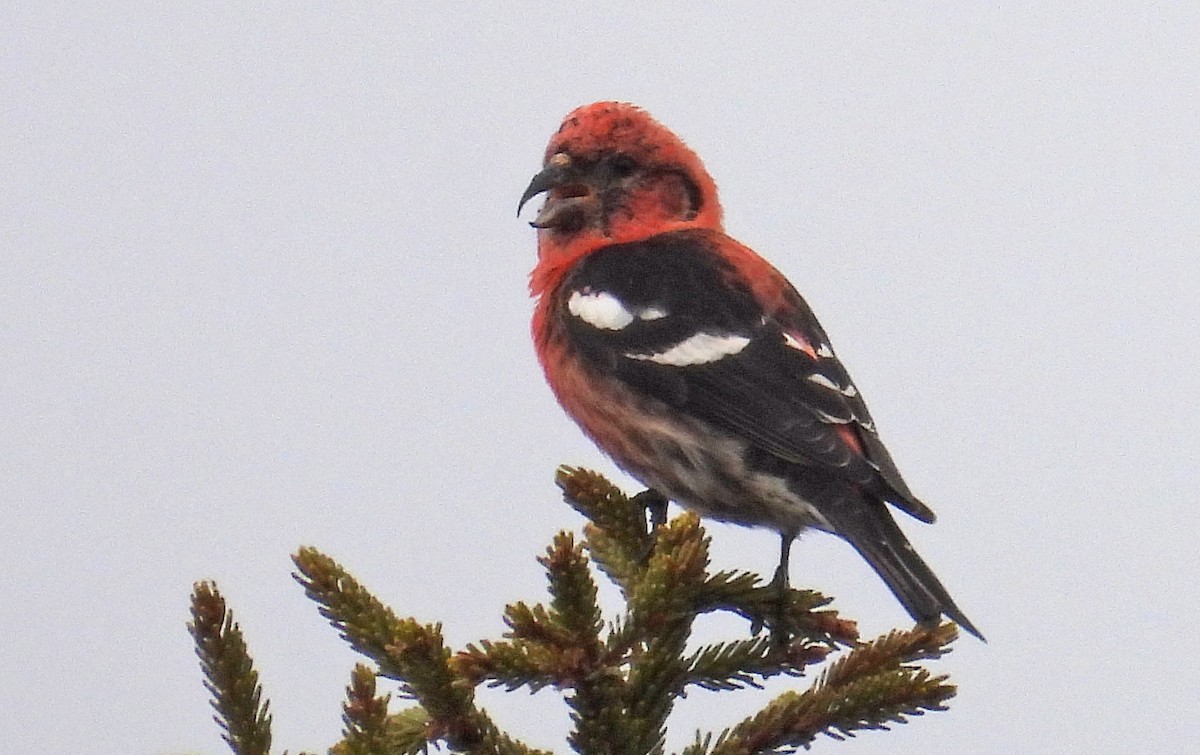 White-winged Crossbill - Jean Iron