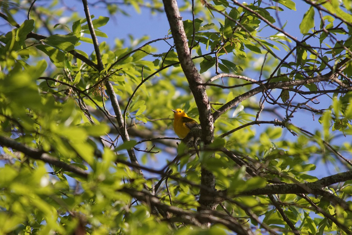Prothonotary Warbler - ML617334112
