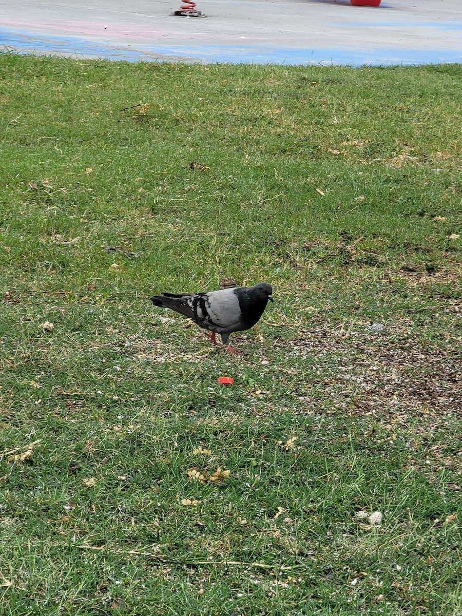 Rock Pigeon (Feral Pigeon) - ML617334118