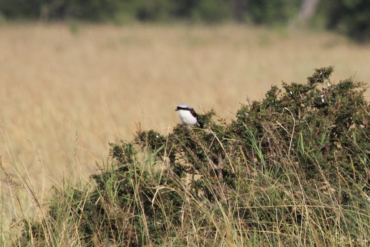 Gray-backed Fiscal - Dennis Fee