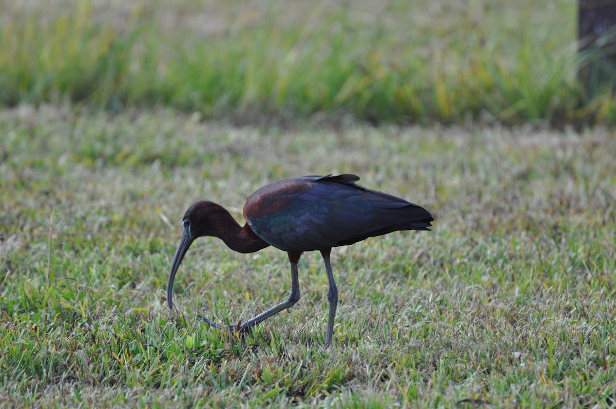 ibis hnědý - ML617334266