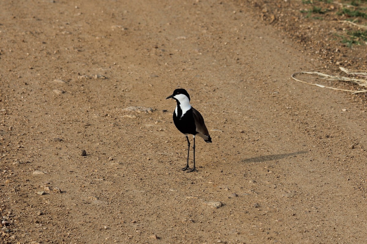 Spur-winged Lapwing - ML617334292