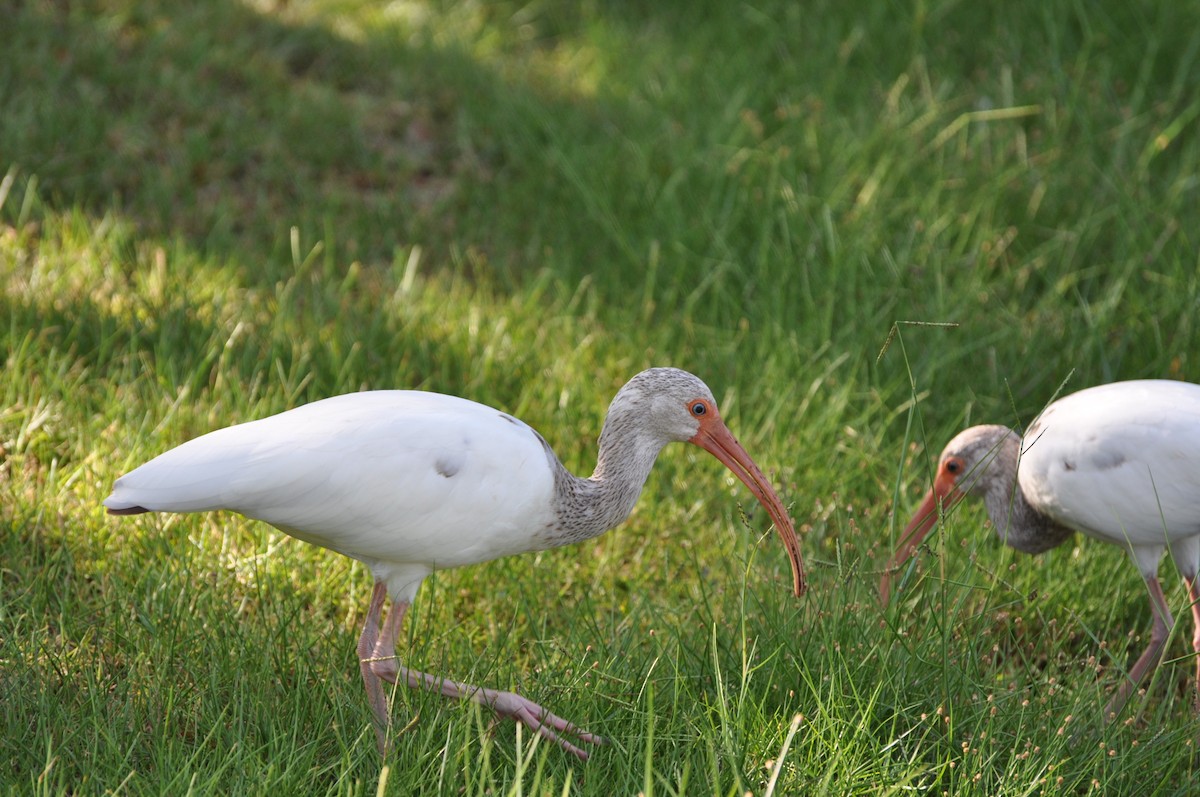 ibis bílý - ML617334319