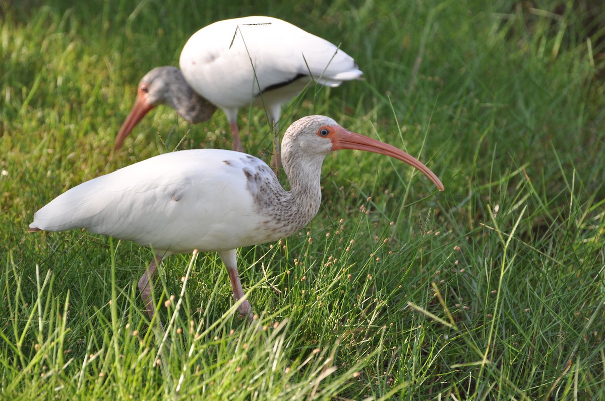 ibis bílý - ML617334321