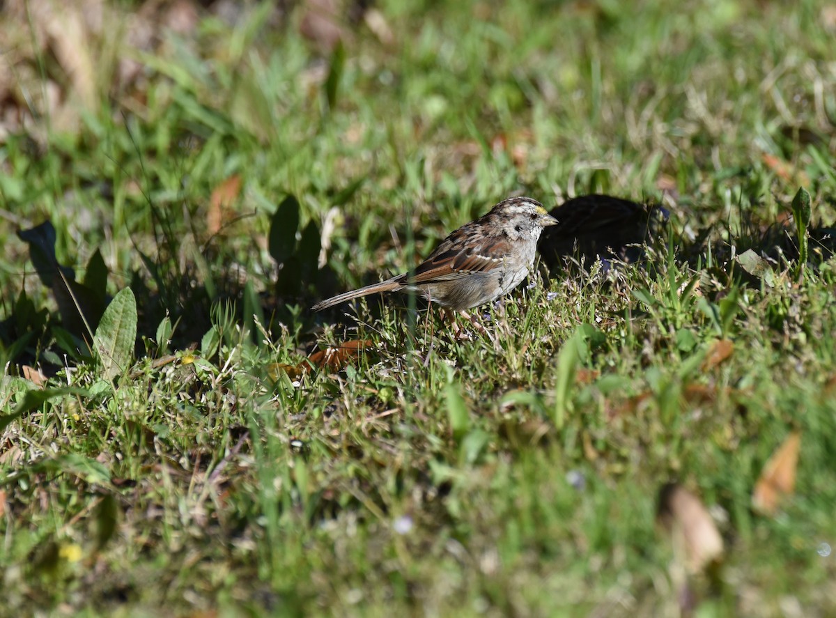 White-throated Sparrow - ML617334334
