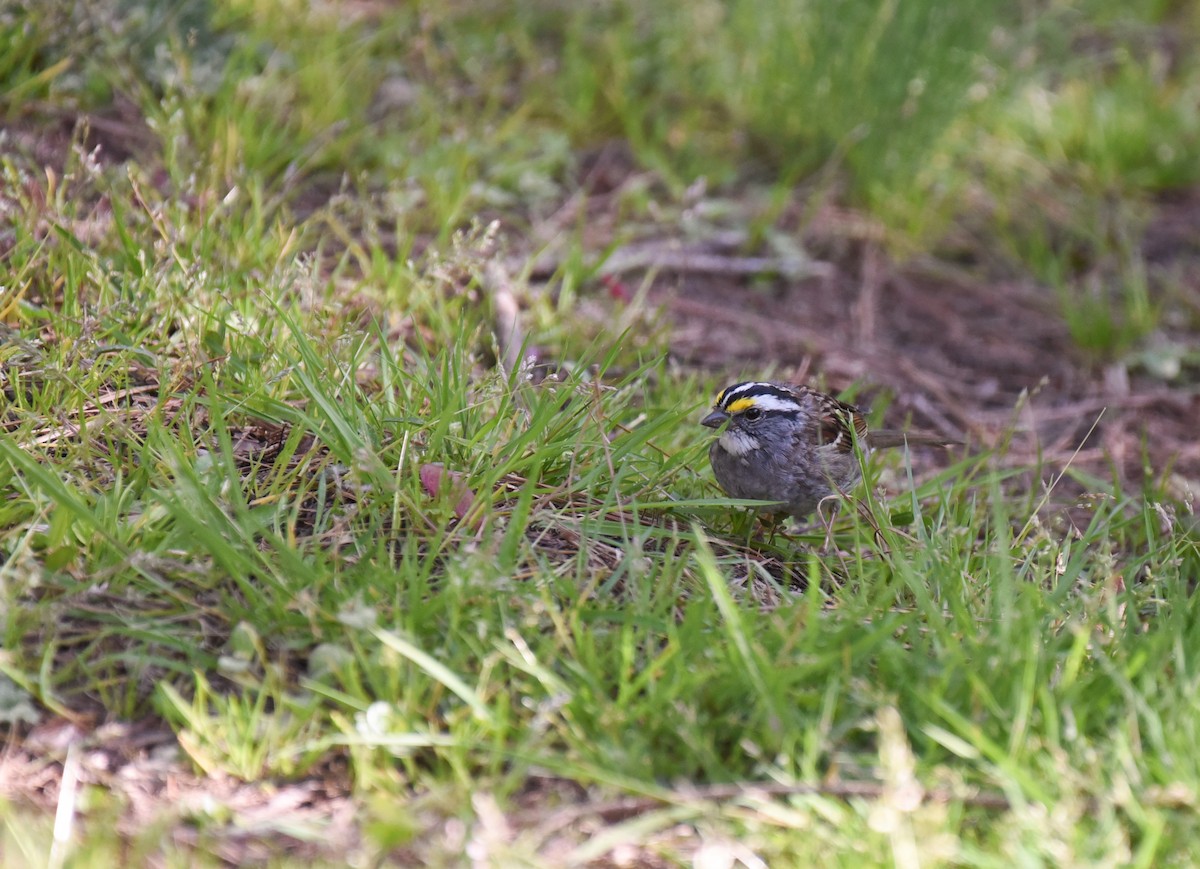 White-throated Sparrow - ML617334339