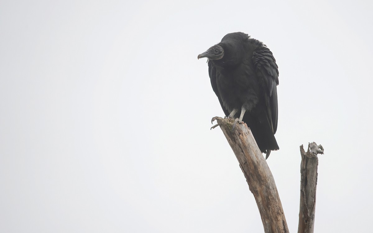 Black Vulture - ML617334363