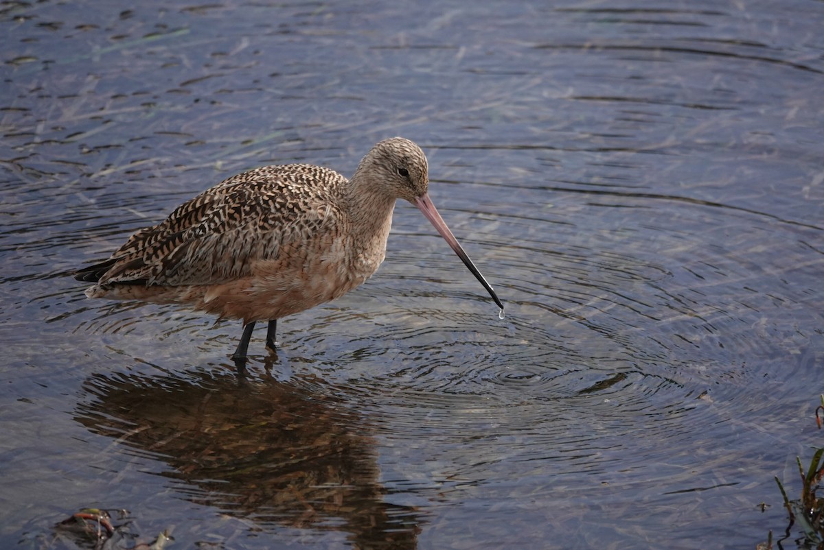 Marbled Godwit - Cathy Yungbluth
