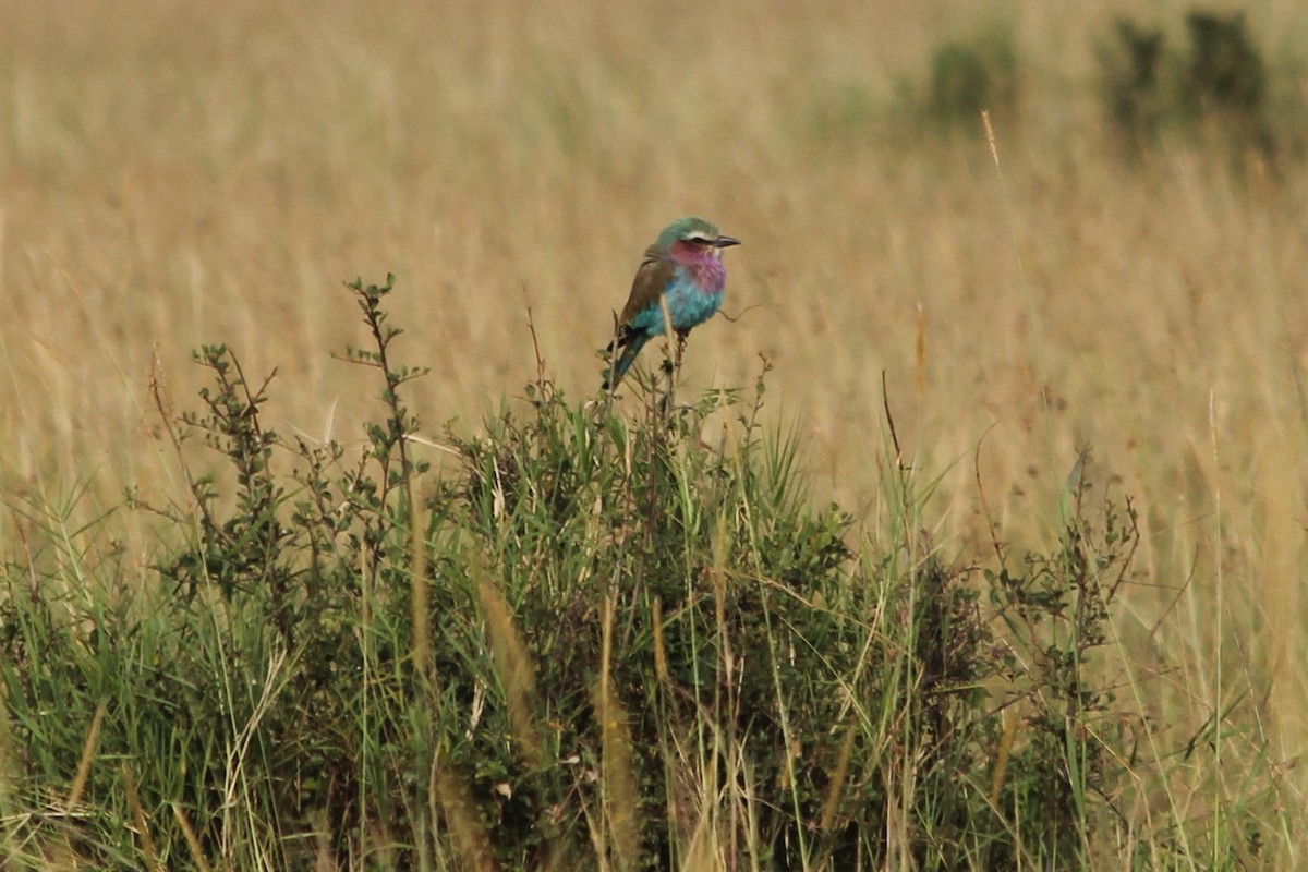 Lilac-breasted Roller - Dennis Fee