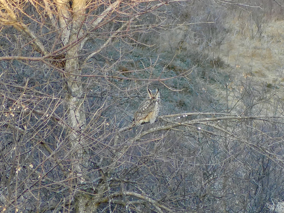 Great Horned Owl - ML617334526