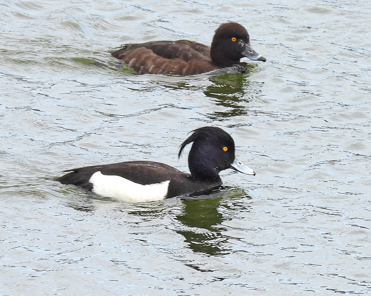 Tufted Duck - ML617334565