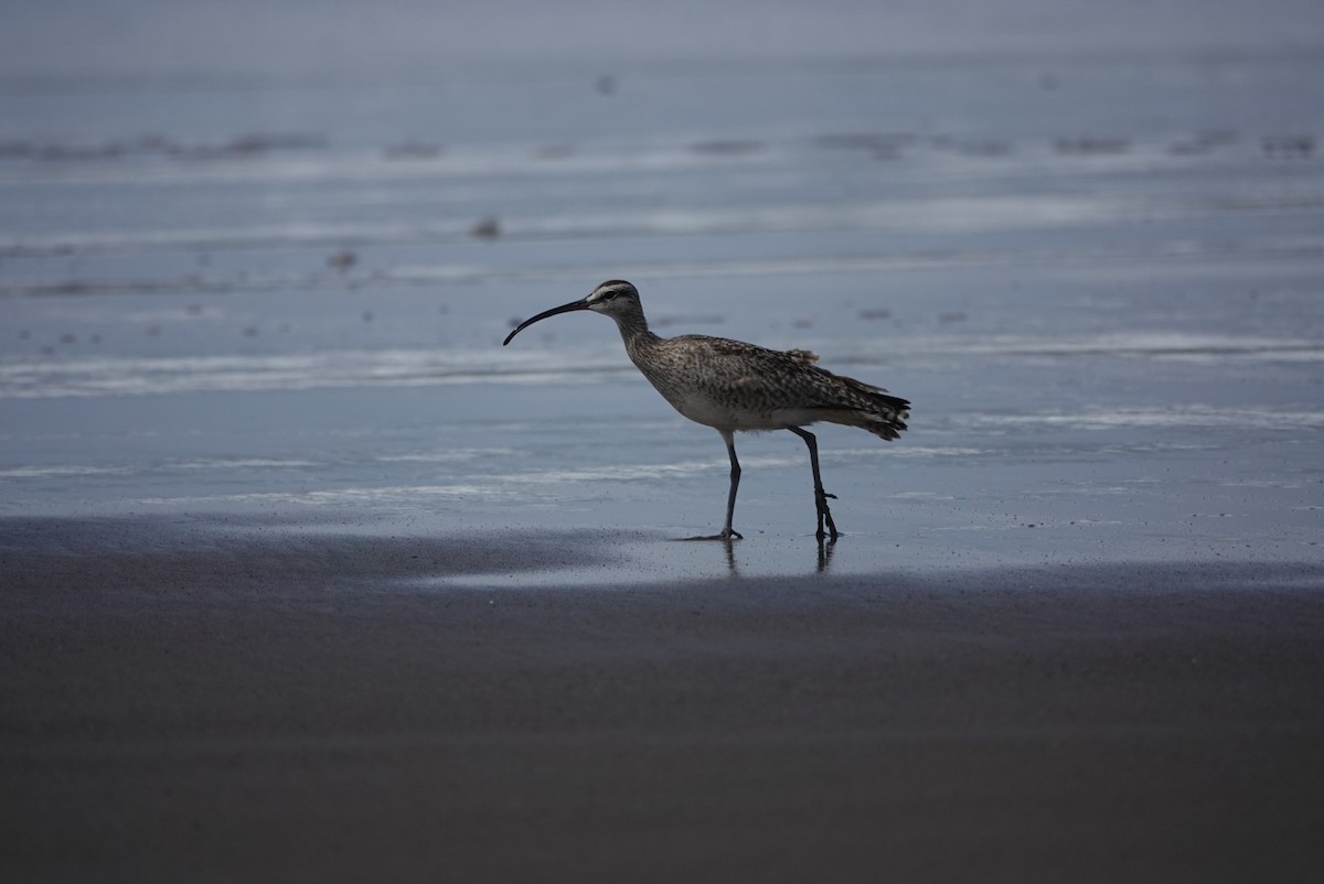 Whimbrel - Cathy Yungbluth
