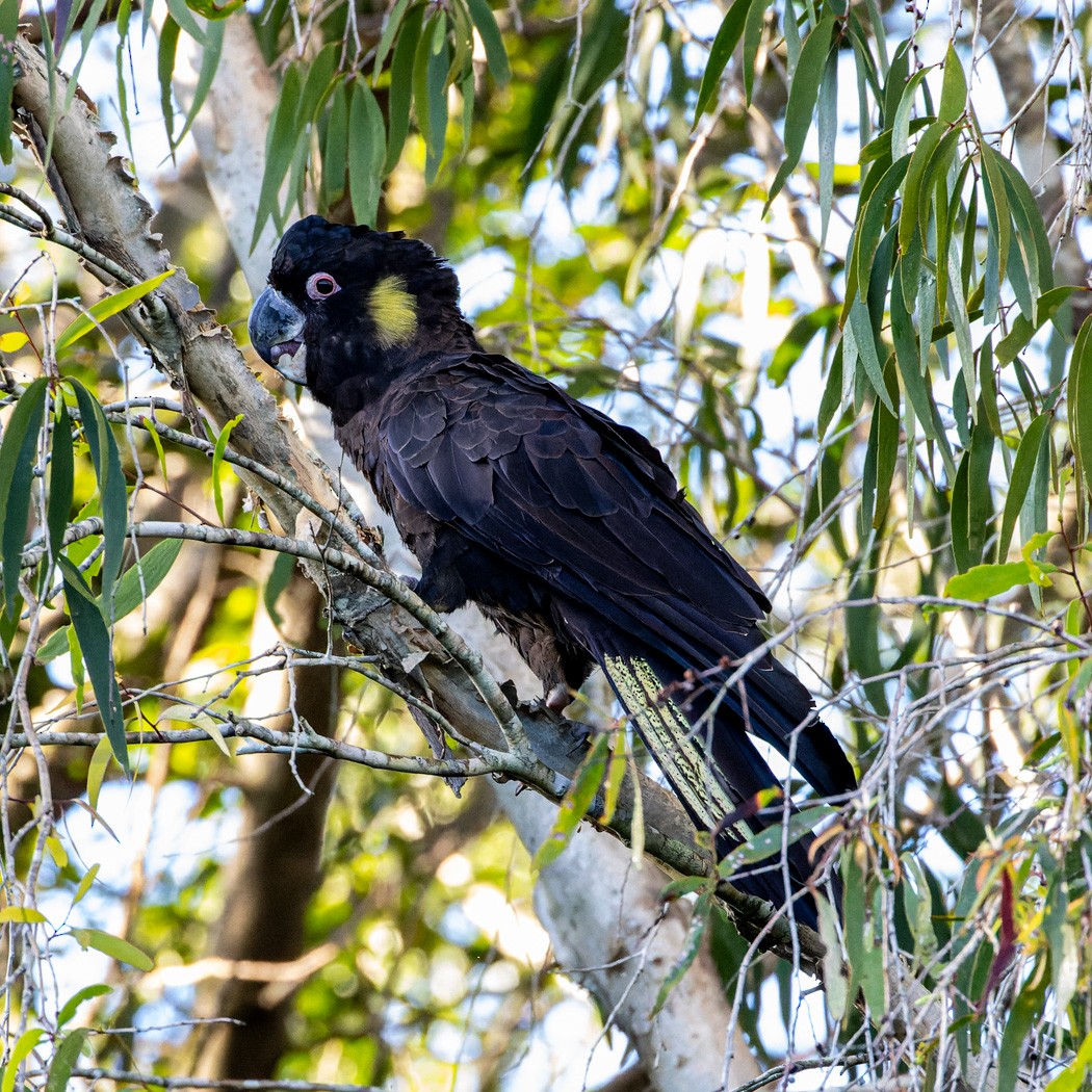 Yellow-tailed Black-Cockatoo - ML617334934