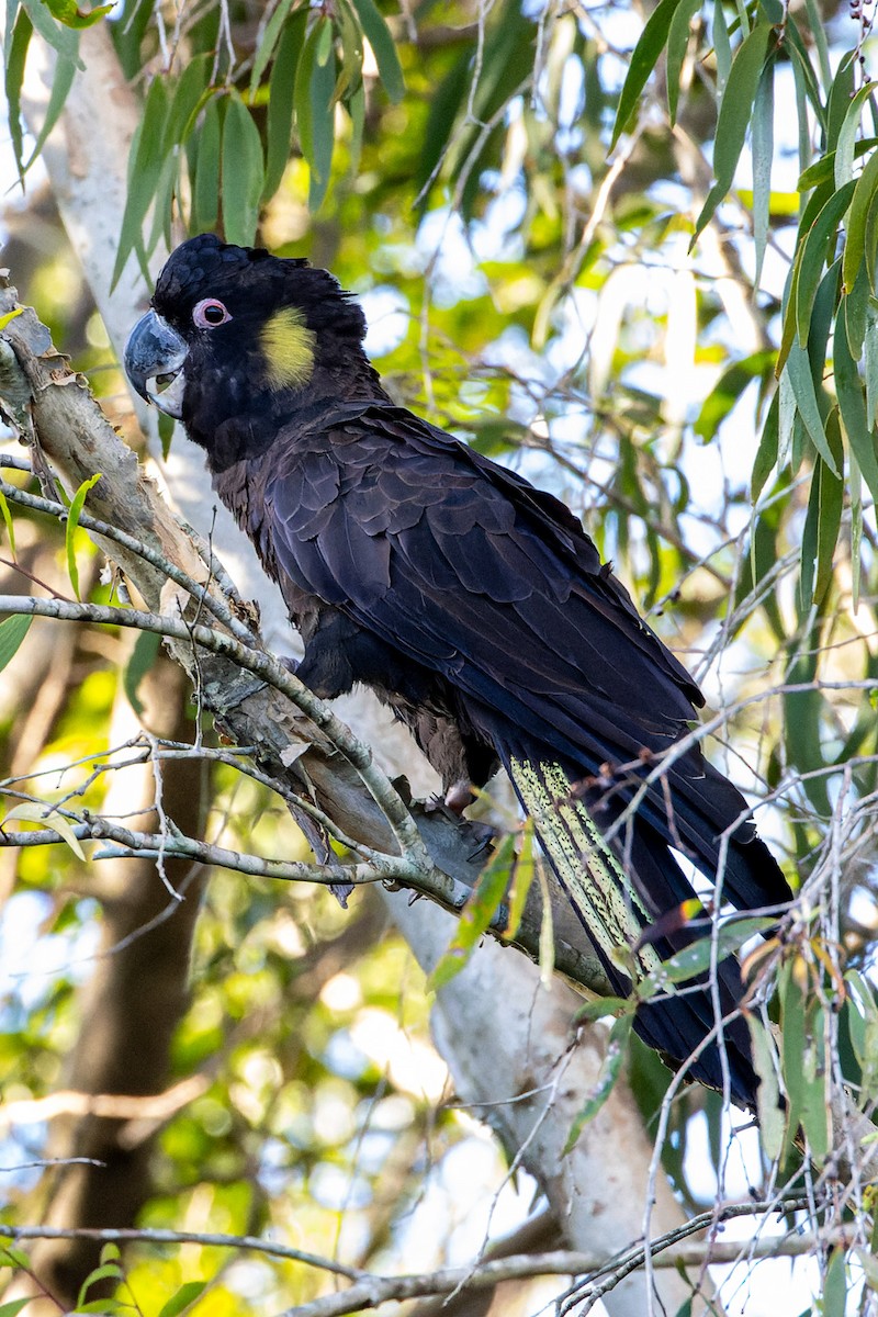 Yellow-tailed Black-Cockatoo - ML617334935