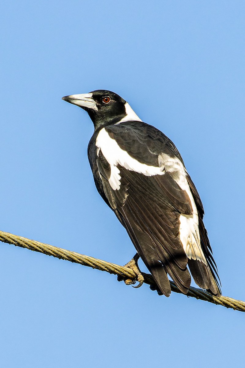 Australian Magpie (Black-backed) - ML617334947