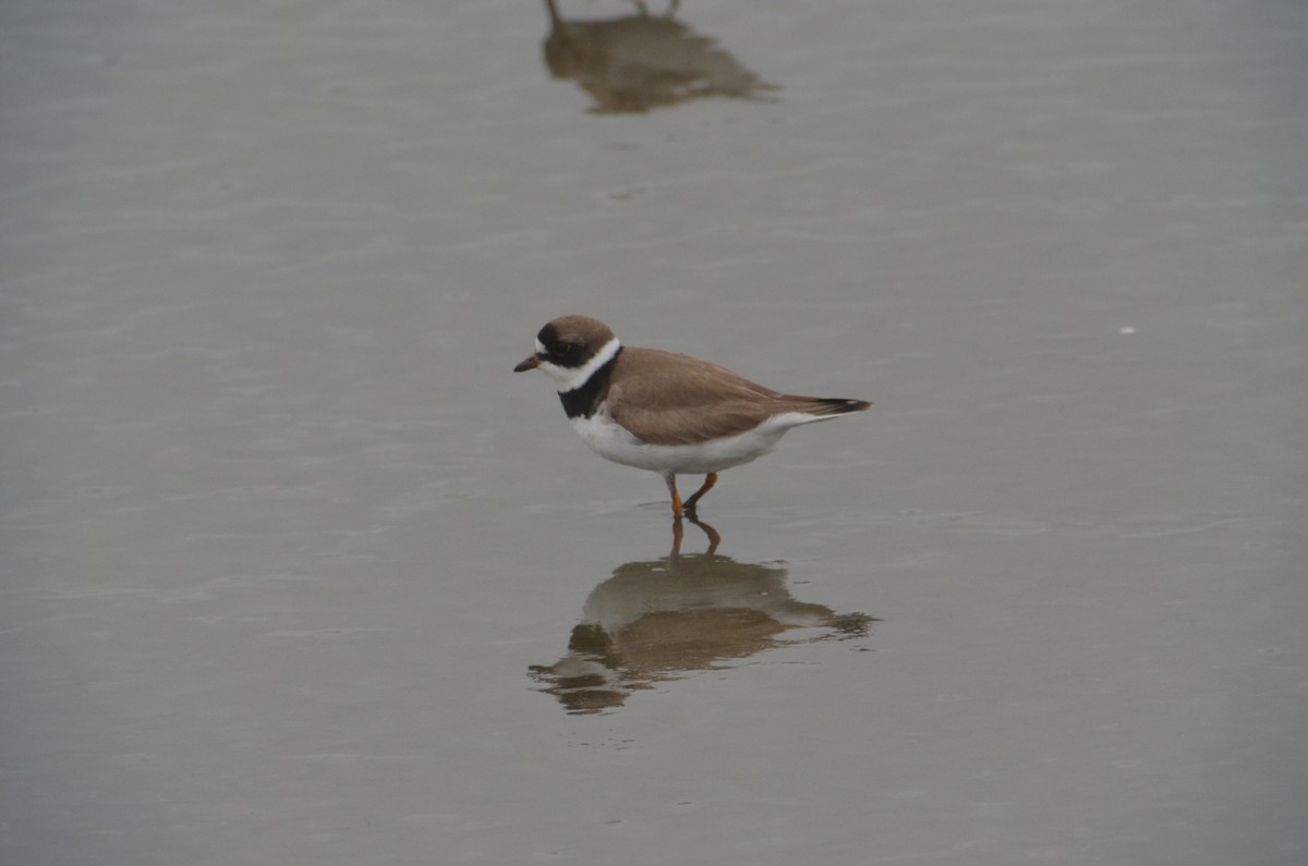 Semipalmated Plover - ML617334959
