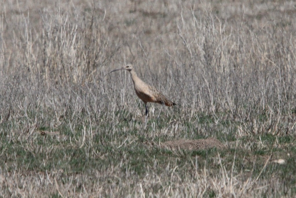 Long-billed Curlew - ML617335050