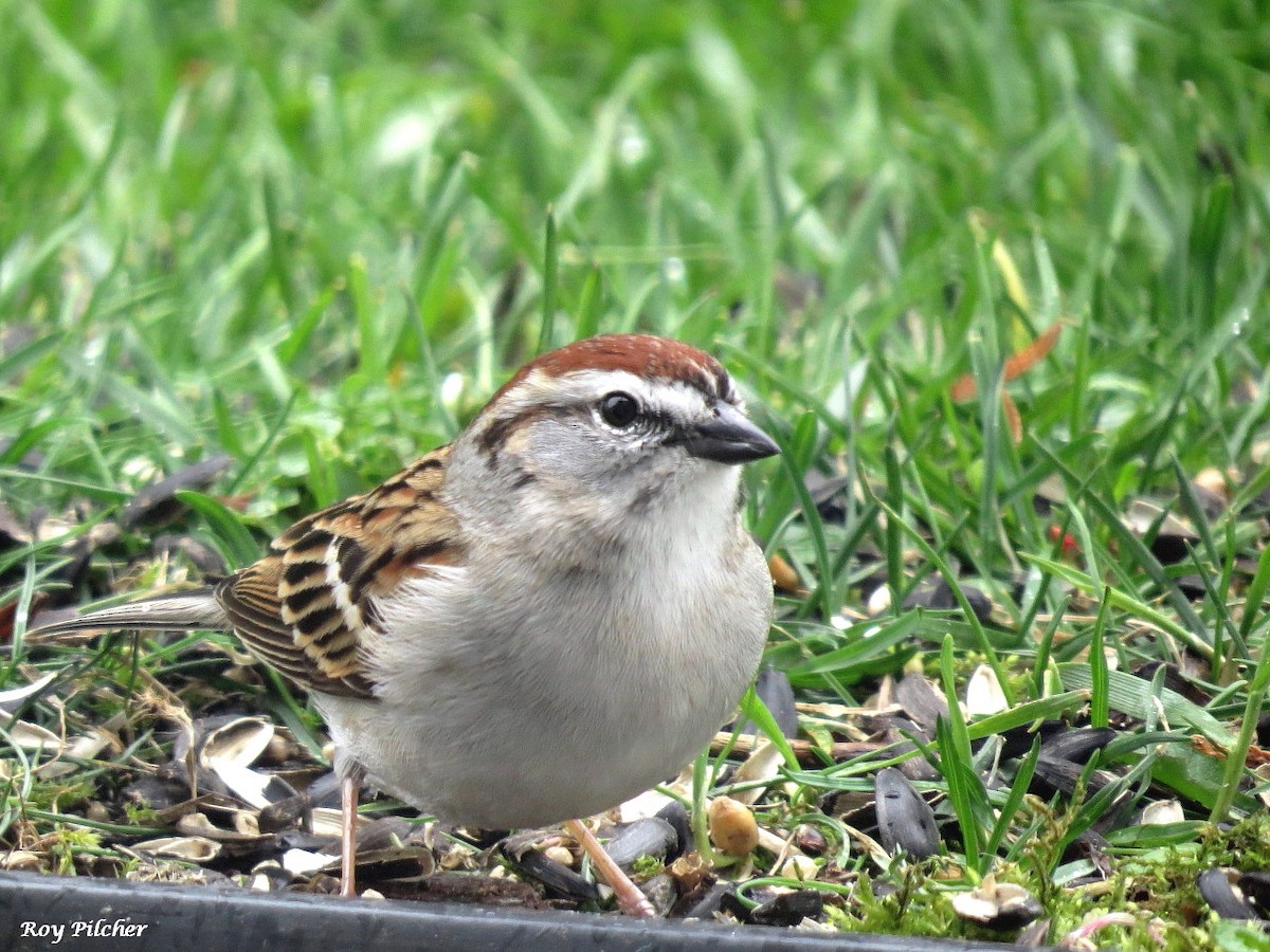 Chipping Sparrow - ML617335074