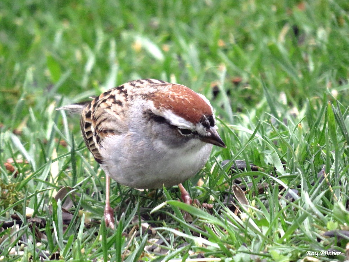 Chipping Sparrow - ML617335081