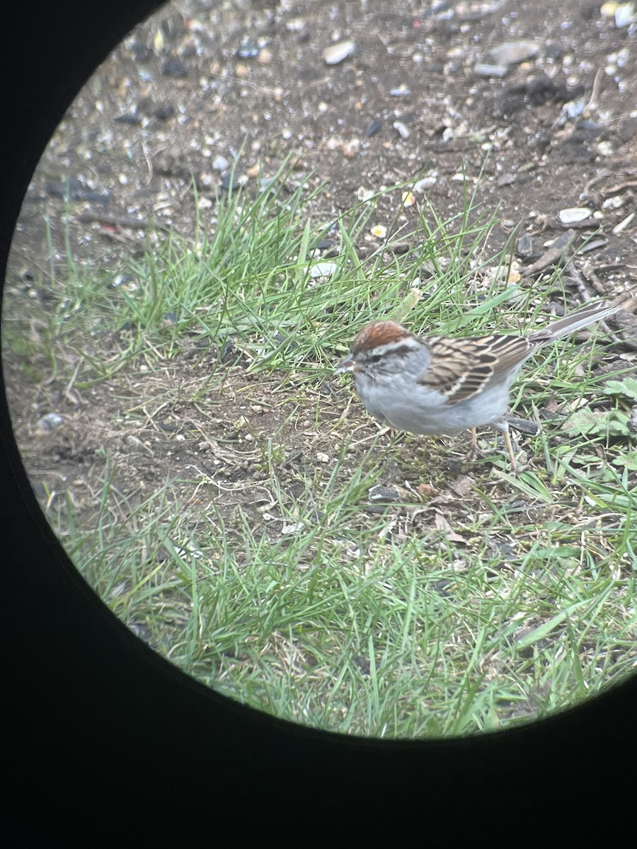 Chipping Sparrow - thia newell