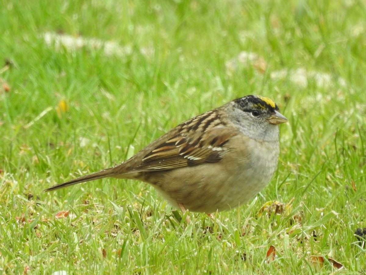 Golden-crowned Sparrow - ML617335463