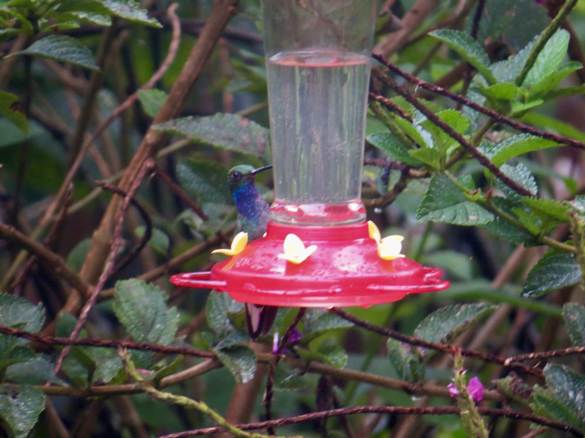 kolibřík zelenohřbetý - ML617335559