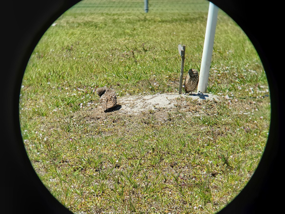 Burrowing Owl (Florida) - ML617335652