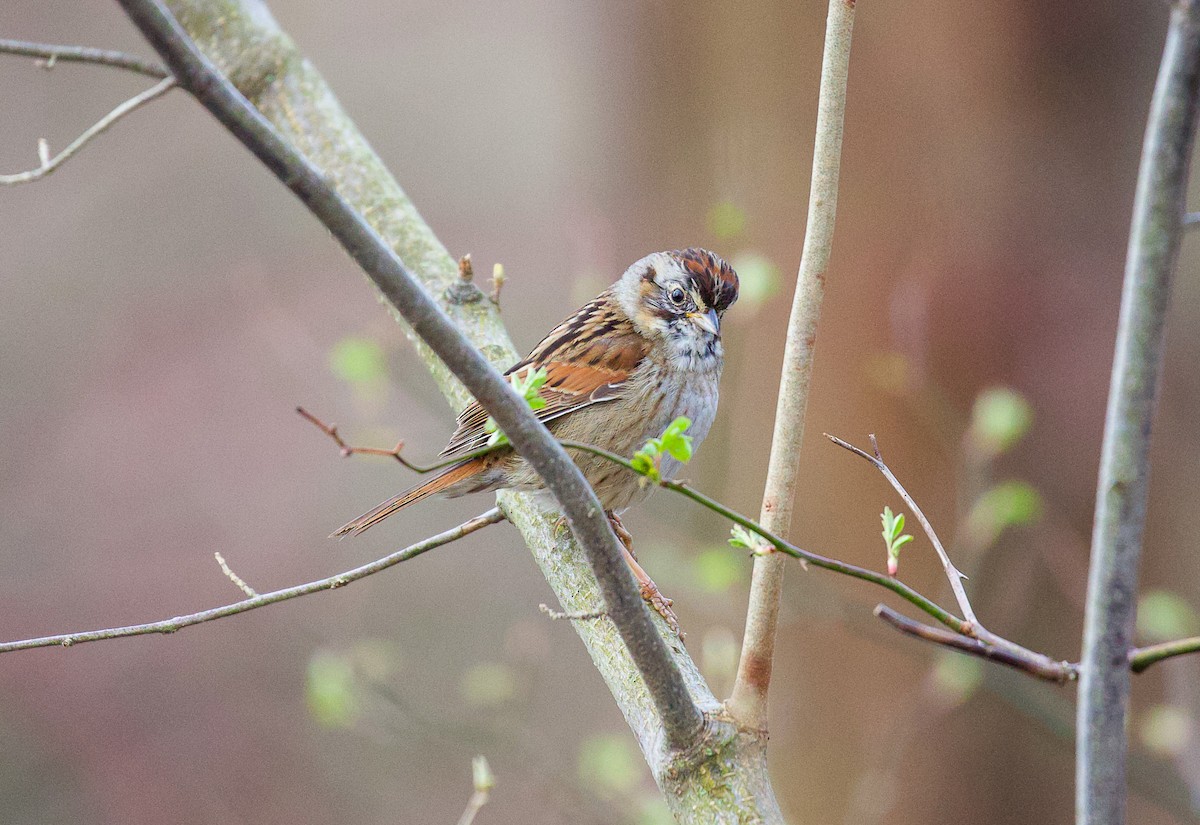Swamp Sparrow - ML617335664