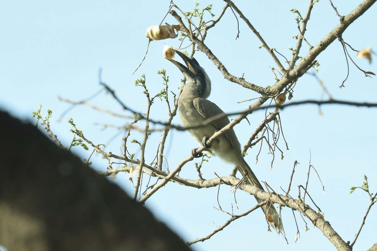 Indian Gray Hornbill - ML617335944