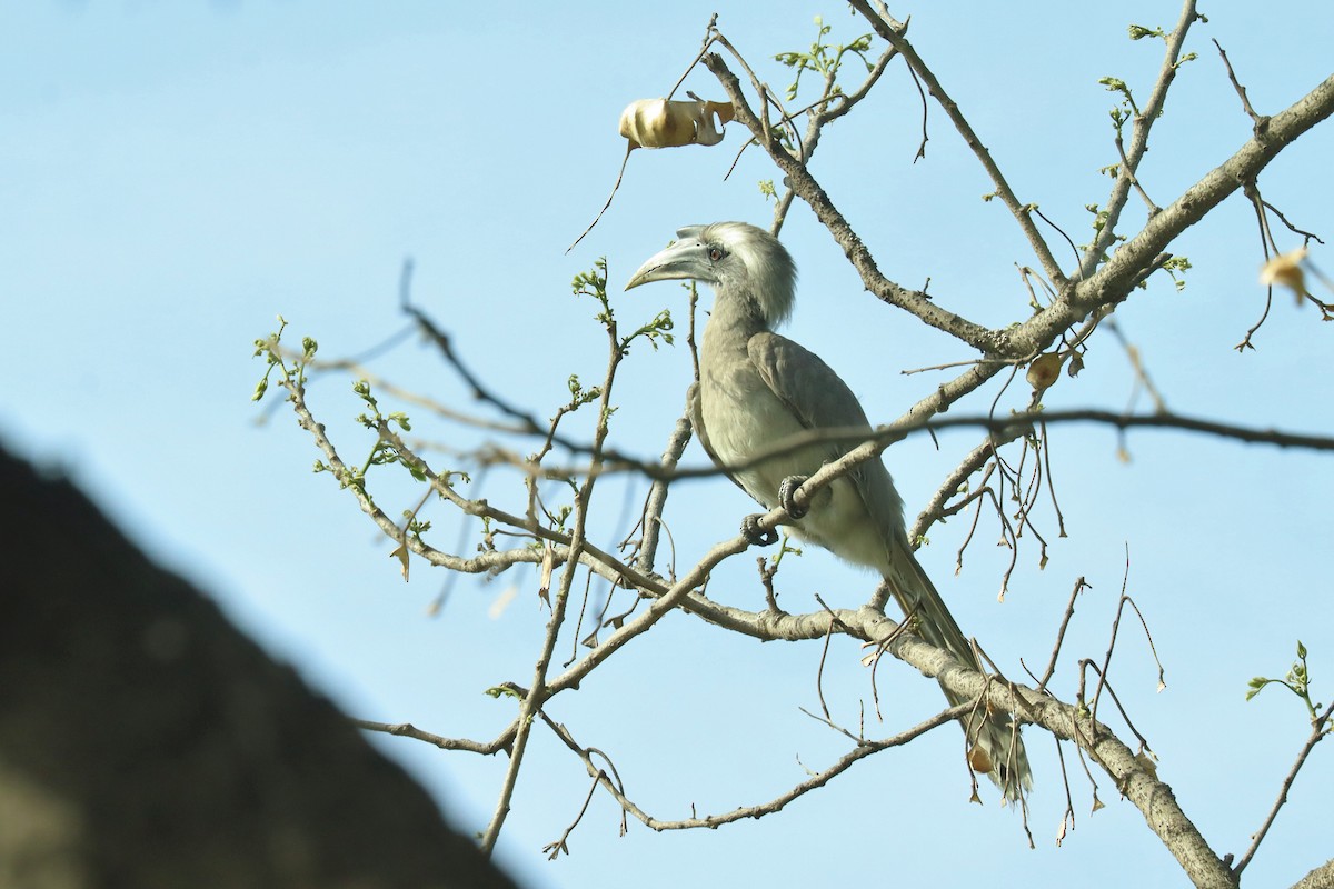 Indian Gray Hornbill - ML617335950