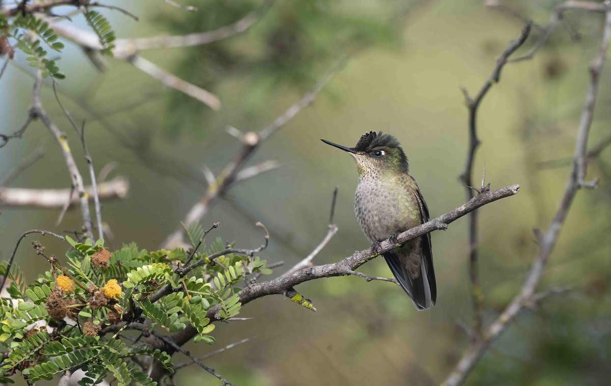Green-backed Firecrown - ML617335957