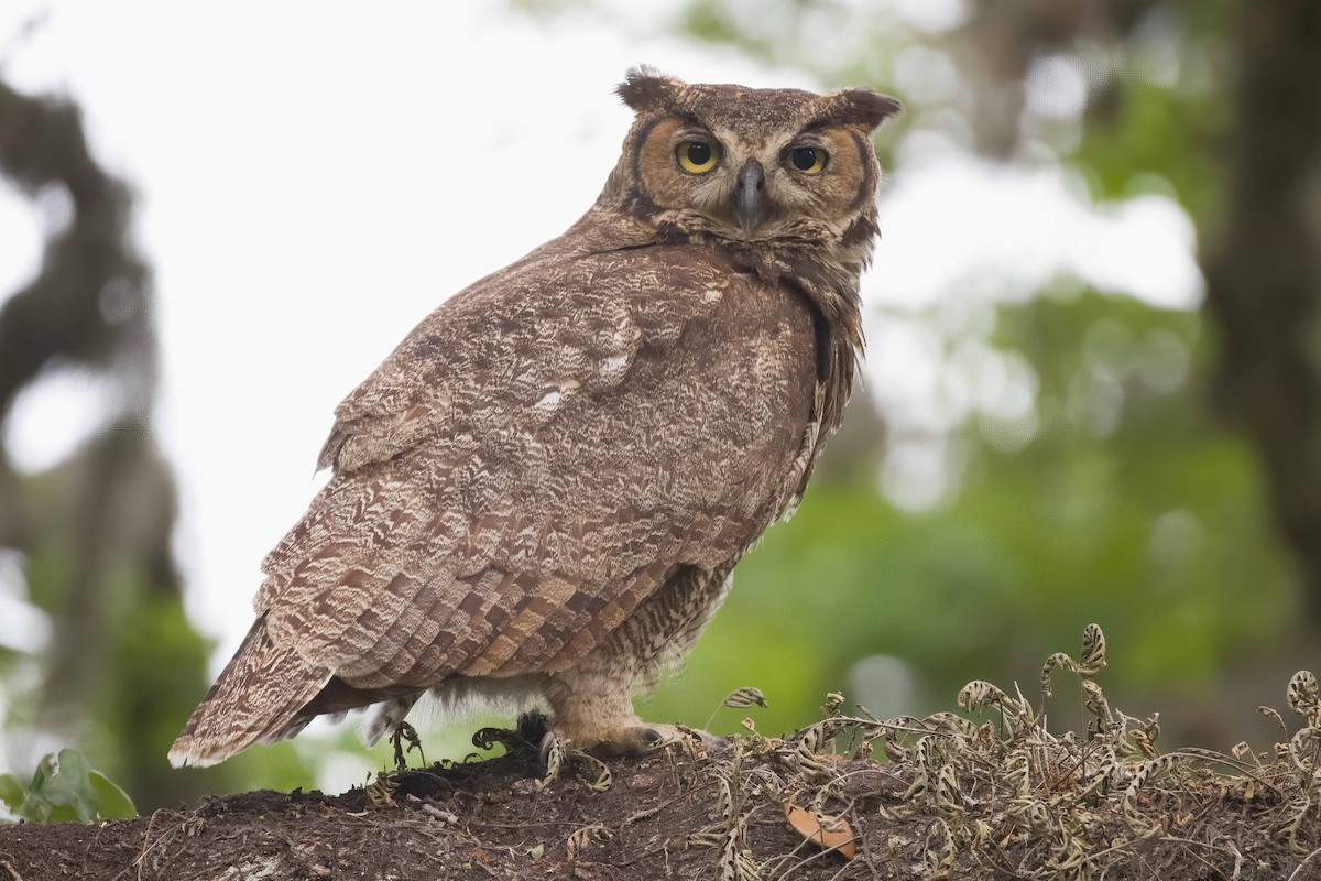Great Horned Owl - ML617336067