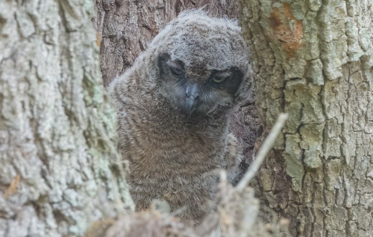 Great Horned Owl - ML617336069