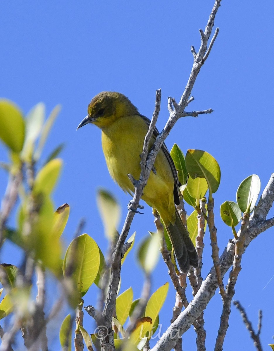 Orchard Oriole - ML617336111