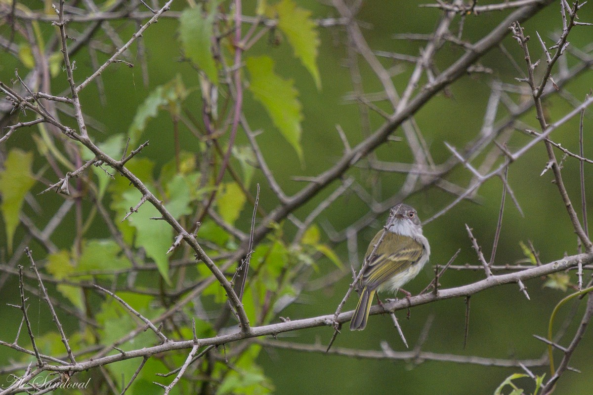 Pearly-vented Tody-Tyrant - ML617336128